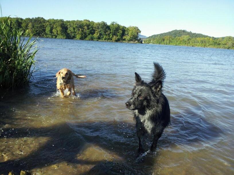 Little River Guest House At Tennessee Riverplace Chattanooga Exteriör bild